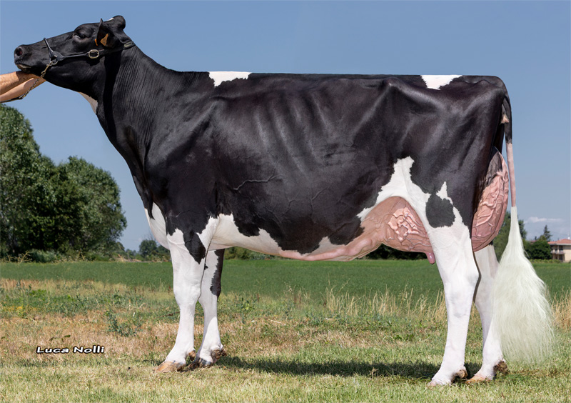 Cavitella Lally VG-89 2.La