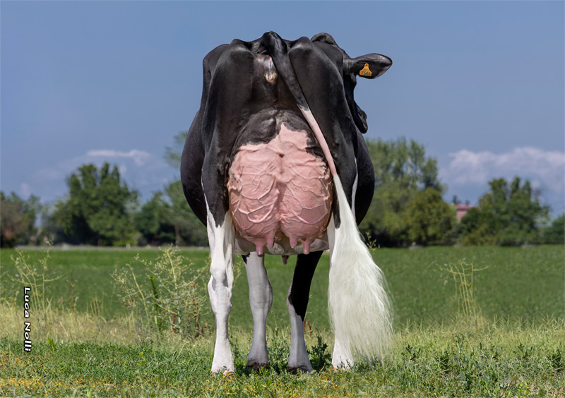 Cavitella Lally VG-89 2.La