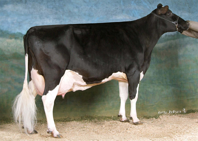 5th dam: <br />Markwell Outside Finesse EX-90