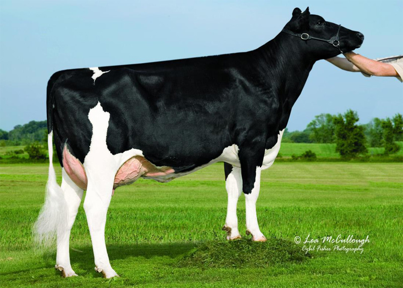 5th dam: <br />Ben-Akers Luise 5 VG-85