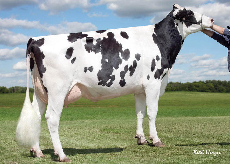 7th dam: <br />Sully Shottle May-TW EX-91