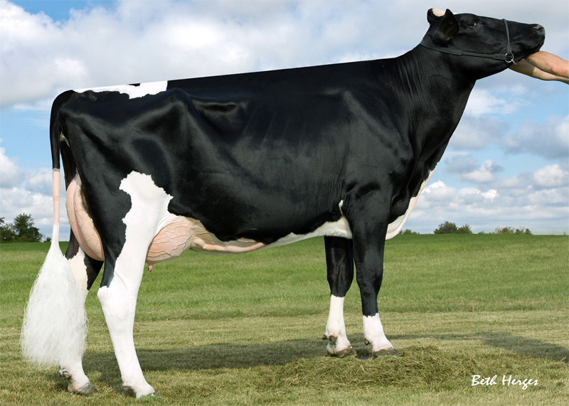 6th dam: <br />Ronelee Boliver Dreary VG-86