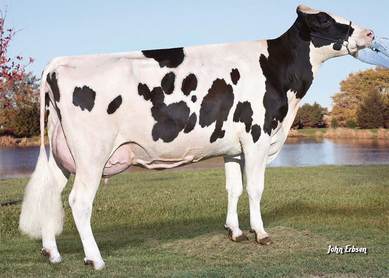 6th dam: <br />S-S-I Bookem Modesto 7269 VG-87