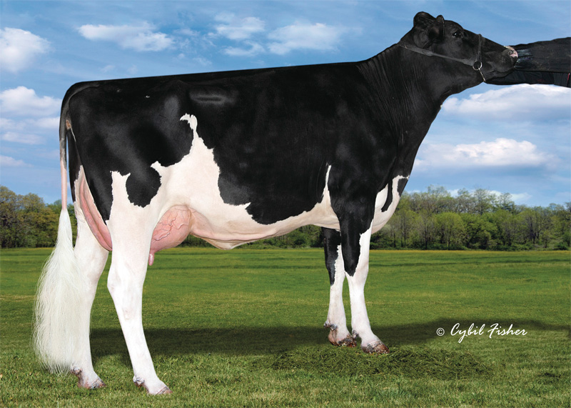 4th dam: <br />Welcome Supersire Gales VG-86