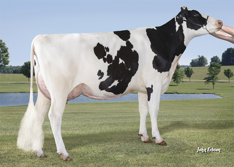 4th dam: <br />Ronelee S-S-I Legendary Mist 8254 VG-87