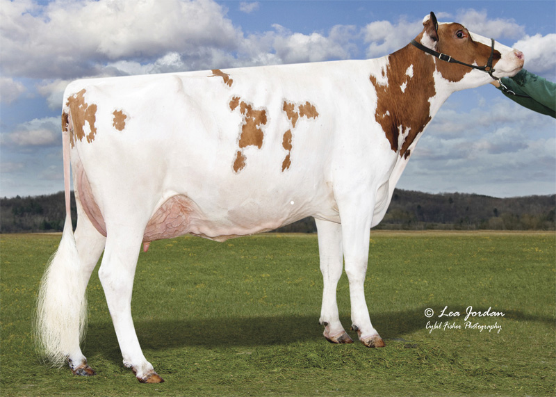 Great Granddam: <br />Trent-Way-JS Redzone-Red EX-91
