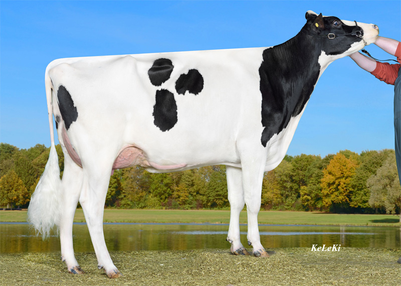 GM: Steinaer Pfad Holsteins Yelena