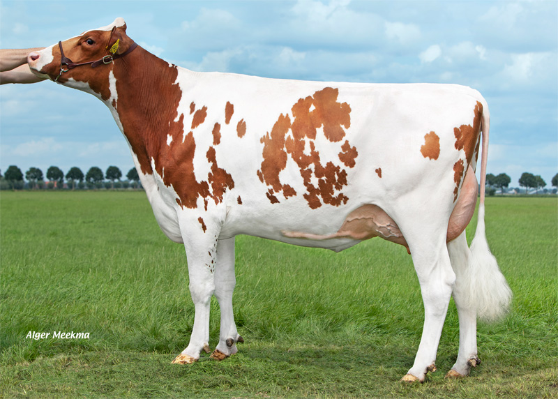 Daughter: <br />Molenkamp Grietje 426 VG-88