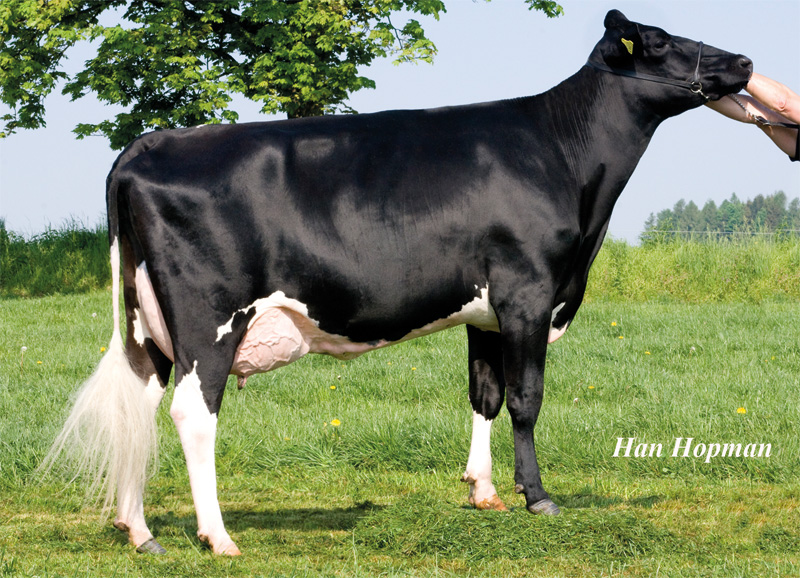 Granddam: <br />Greenhill Holsteins Lotos