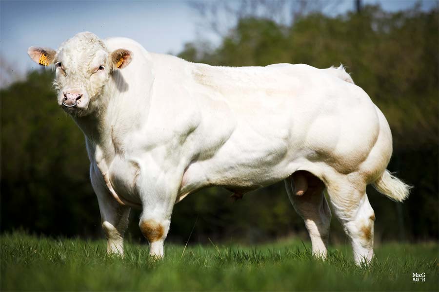 Pointu(10.203726) Fertimax Bild