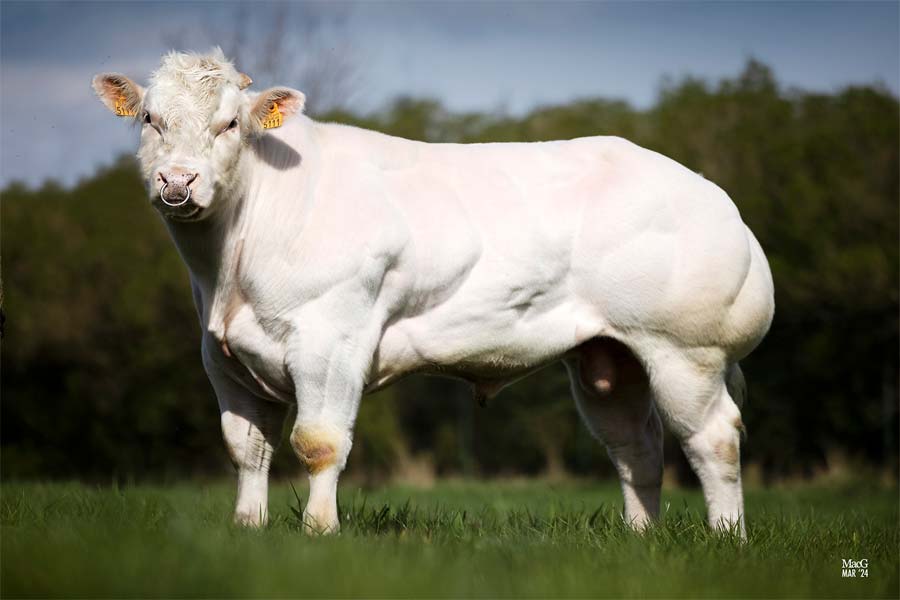 Lagoon(10.205087) Fertimax Bild