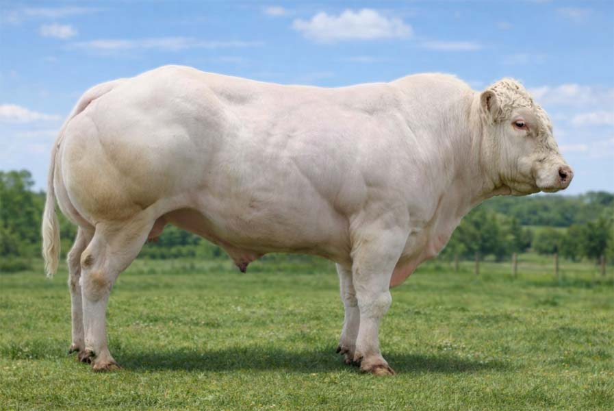 Bill P(10.205345) Fertimax Bild