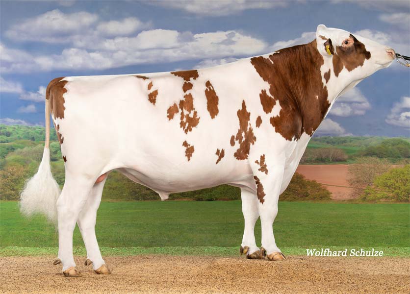 Rooney Red(10.833594) Bild