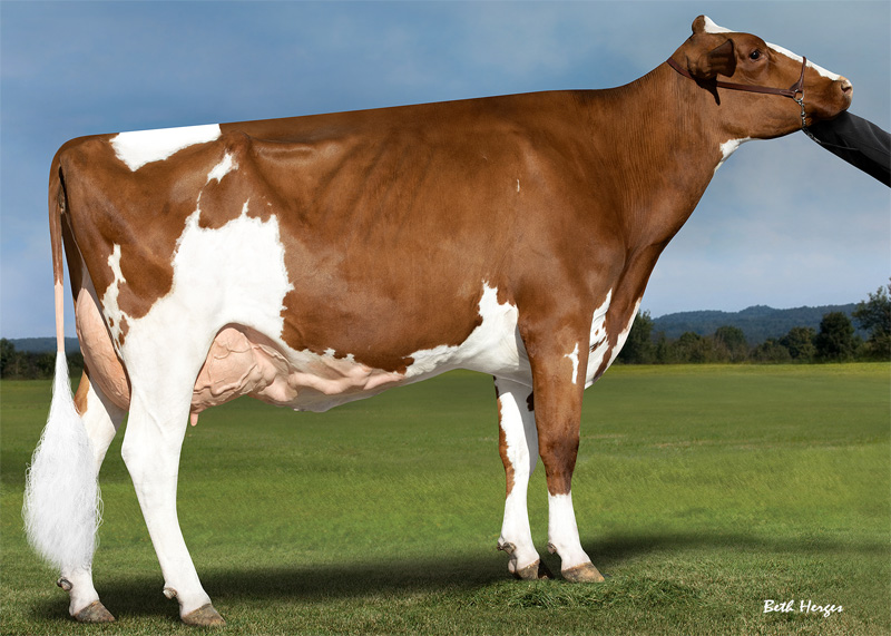 Great Granddam: <br />MS Angelinas Ana Red EX-91